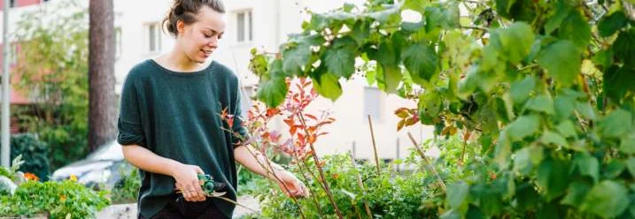 Person schneidet Pflanze mit Gartenschere